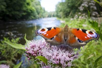 Descubre la biodiversidad y bienestar en la Universidad de Staffordshire
