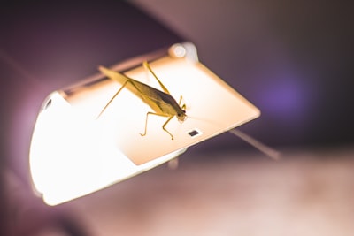 Red BISN: Robustez y Explicabilidad en Autenticación de Insectos