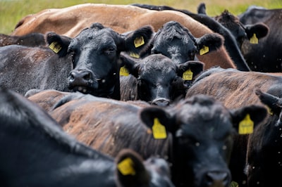 Robustez de modelos ML en postura bovina bajo cambios temporales