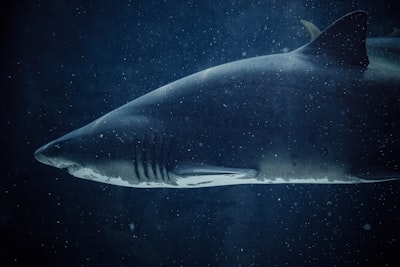 Megalodon: más de 5.500 repositorios de GitHub envenenados