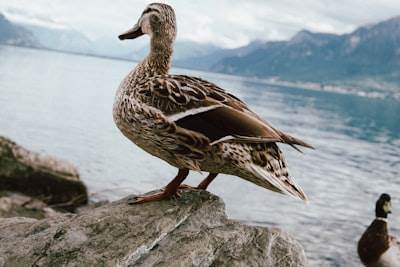 DuckDB Gran Almacenamiento Consultas