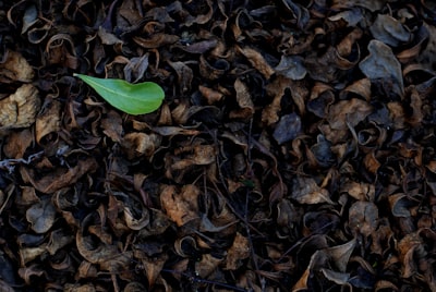 Automatización del cultivo de leads en Alicante