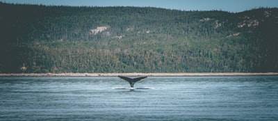 ¿Vale la pena la inversión en revisión de tráfico de IA de ballenas?