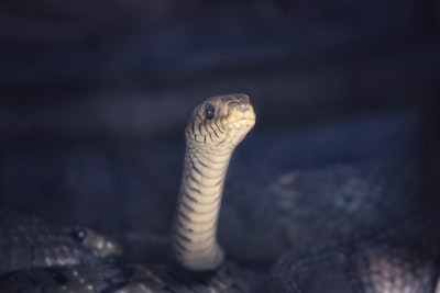 Construyendo un asistente de inteligencia artificial en Python - Jarvis