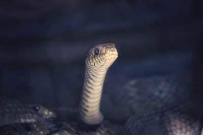 Deteción de contenido generado por IA con Python