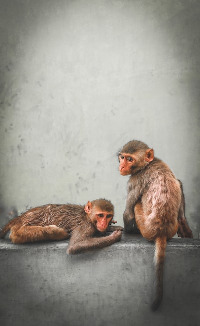 Los efectos fundadores en la evolución de la multimodalidad en familias LLM abiertas