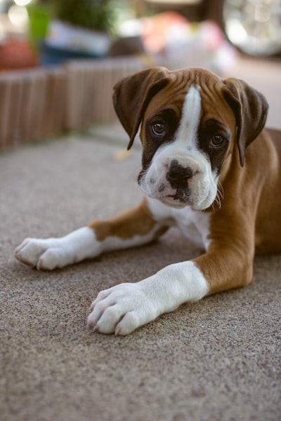 Por qué los boxer son mascotas familiares excepcionales