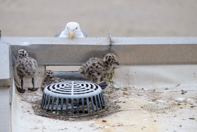 Redes de seguridad para palomas en balcones