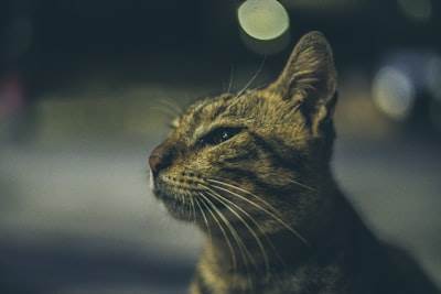 Cómo un gato, el panpsiquismo y vídeos nocturnos me ayudaron a crear una herramienta que te ahorrará el 87% de tu tiempo de desarrollo de IA