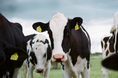 Ransomware cyberattack paralyzes Fairlife's operations in the U.S.