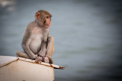 MonkeysLegion: Listo para el barco en minutos, no días
