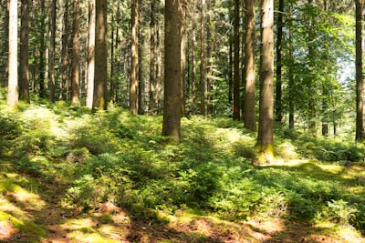 Optimización de Deep Forest: Mejorar y Reutilizar