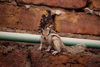 Servicios de eliminación de ratones de emergencia - ¡Deshazte de ellos hoy!