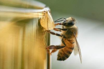 Abeja: un corpus de alta calidad y suite para modelos Fully OpenMLLMs
