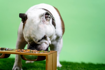 Alimentos para perros revolucionarios: el futuro de los SDLC