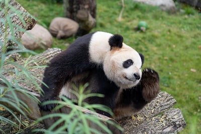 Pandas 3.0