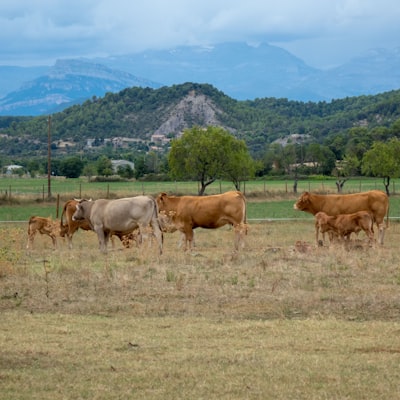 AI PBX Solutions in Huesca