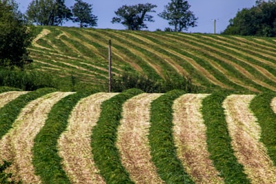 Inteligencia Artificial en Agricultura: Una Perspectiva Práctica