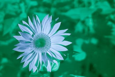 Aprendizaje federado con Framework Flower