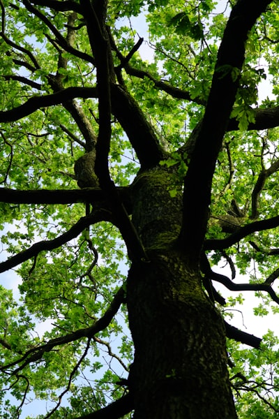 Planning Tasks under Uncertainty using Hypothesis Trees and Open-Ended POMDPs
