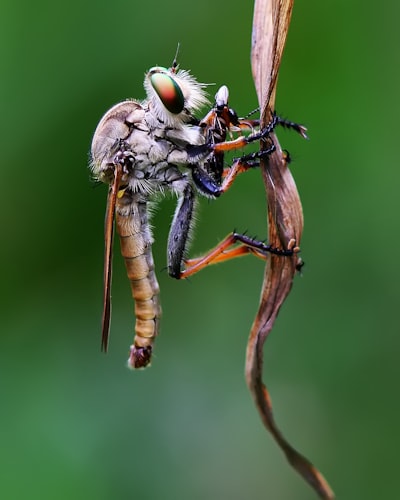 IA explicable para identificar avispas parasitoides con YOLO