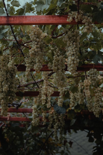 Cómo la experiencia en una granja de uvas me llevó a liderar una empresa tecnológica