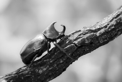 Transferencia de estilo neural adversarialmente robusta