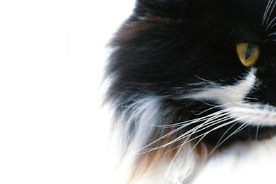 Clasificación de imágenes de gatos y perros con Algoritmo KNN