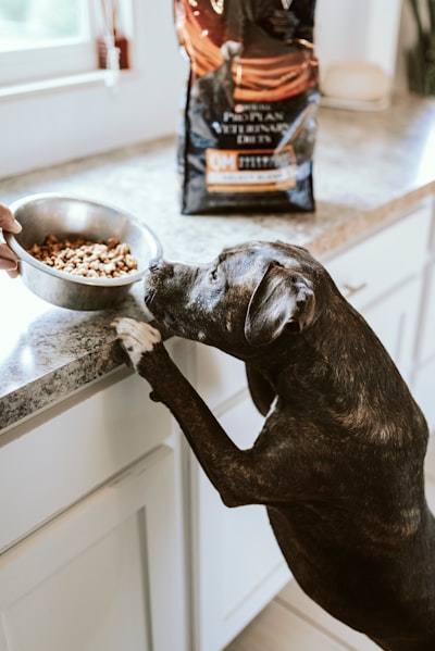 Beneficios de la comida casera para perros