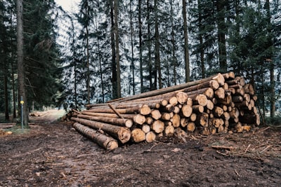Lumberjack: Bosques aleatorios privados mejorados con detección de elementos frecuentes