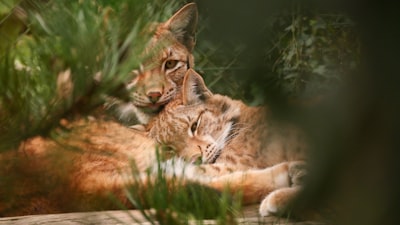 Lynx: Inferencia eficiente de MoE con selección dinámica consciente del lote