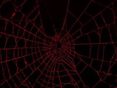 Scraper de Web Perplexity