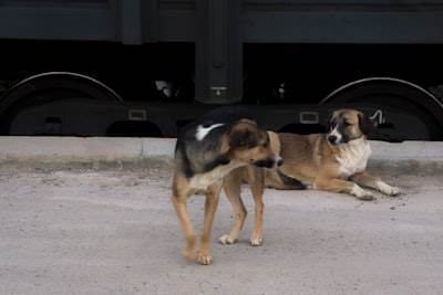 Cómo mantener a tu cachorro feliz y lleno de energía