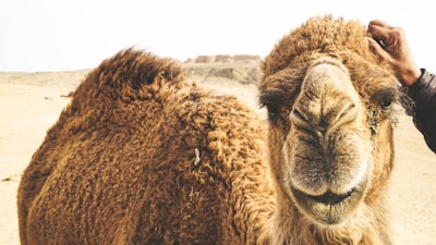 Desmitificando IA con Apache Camel + TensorFlow