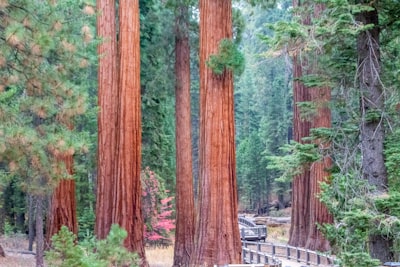 Sequoia recauda $7B para expandir apuestas en IA
