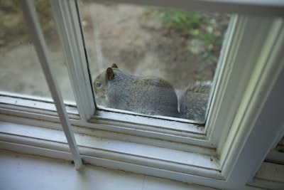 Parches y Día de la Marmota: error de hibernación de Windows