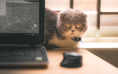 Problemas con el software de gestión de clínicas veterinarias