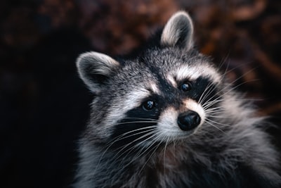 GNOME puede reinar en Ubuntu Resolute Raccoon, pero X.org no está muerto