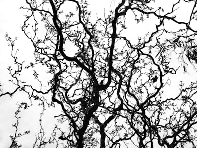 Determinismo en sistemas neuromórficos con estocasticidad temporal