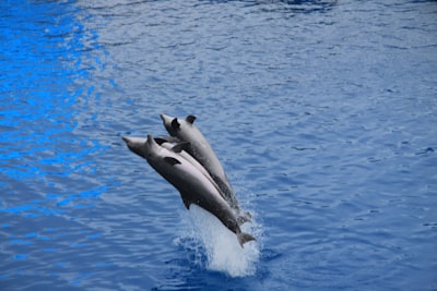 La nueva actualización de Dolphin resuelve problemas de emulación y NAS