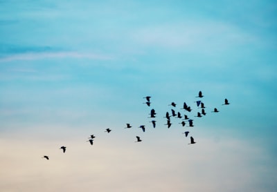 Migración de una solución heredada a una personalizada