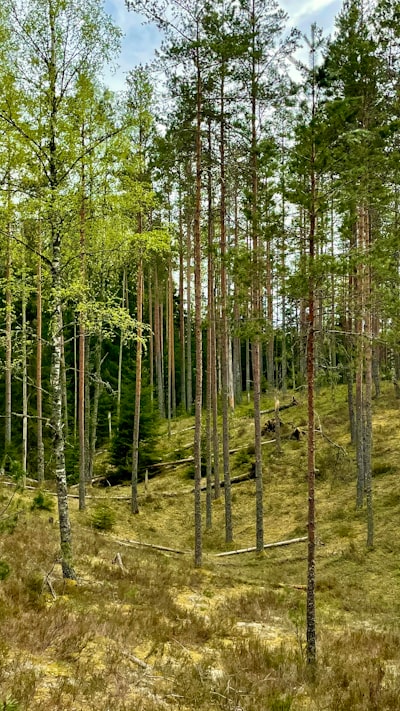 Bosque de Aislamiento Extendido con alto nivel de sensibilidad