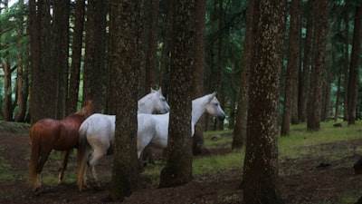 Por qué los próximos unicornios se construirán con 5 personas y IA