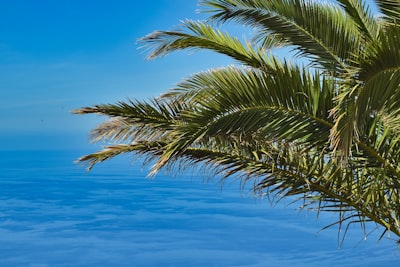 Top 20 empresas de software personalizado en Azure en Palma