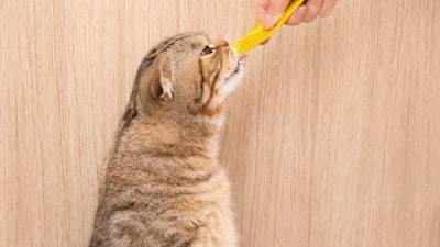 Construcción de herramienta de análisis digestivo de IA para gatos con Momen