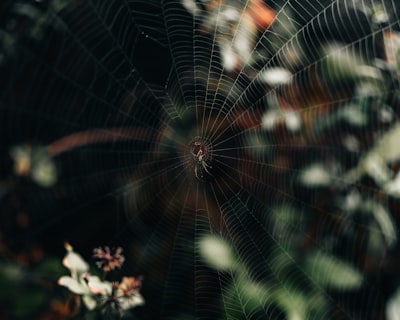 Señales para Implementar Desarrollo de Aplicaciones Web
