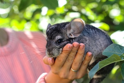 Escalado Chinchilla con presupuesto limitado