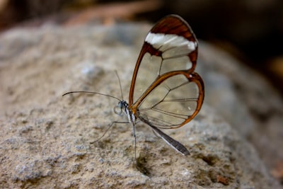 El avance del mito antropico y el Proyecto Glasswing