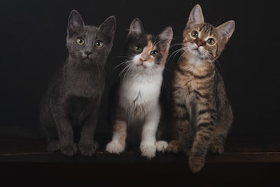 Principales expertos en software veterinario en Málaga