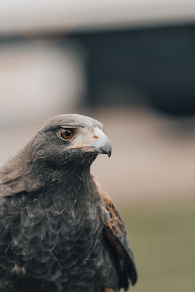 ITS-Mina: Marco All-MLP con optimización Harris Hawks para predicción de series temporales multivariantes